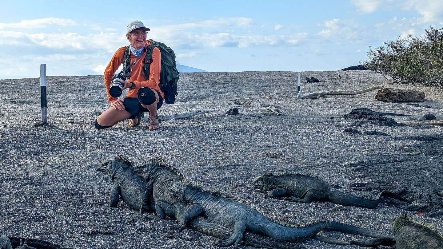 Marine Iguana pile-up