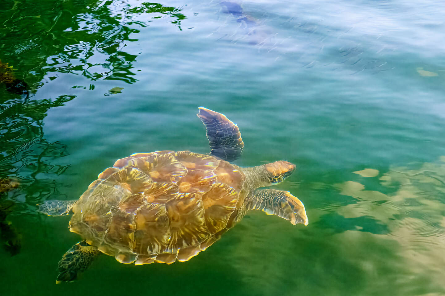 Galapagos Sea Turtle