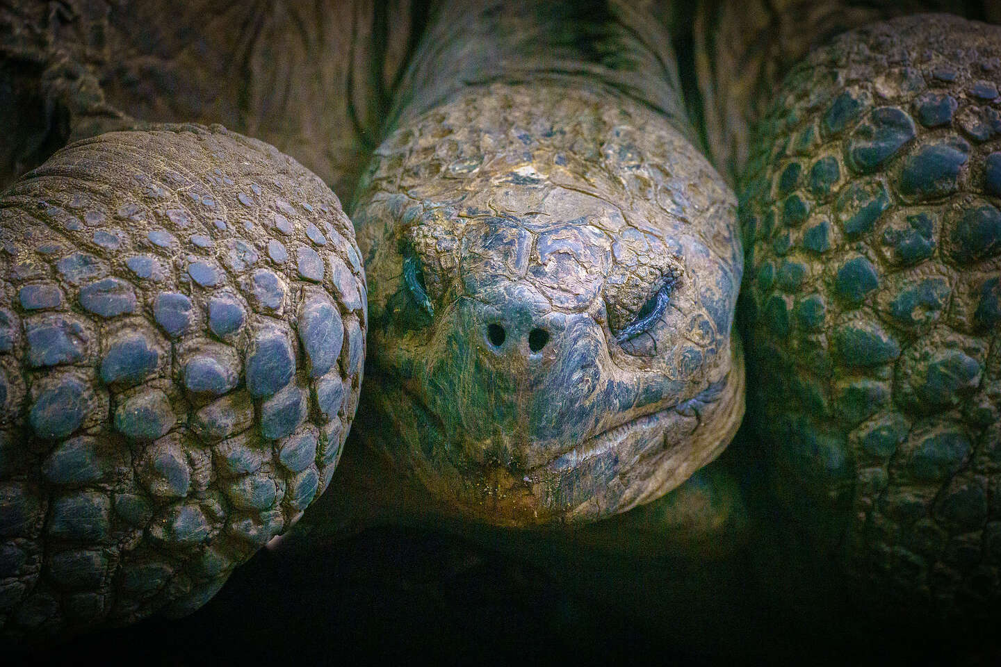 Galapagos Giant Tortoise