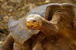 Giant Saddleback Tortoise