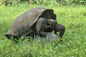 Mating Giant Domed Tortoises