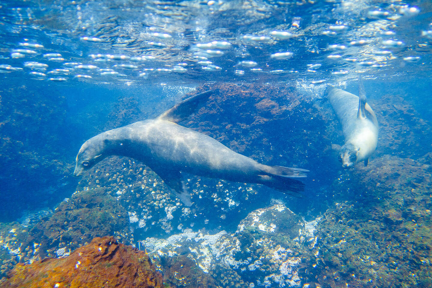 Snorkeling with sea lions