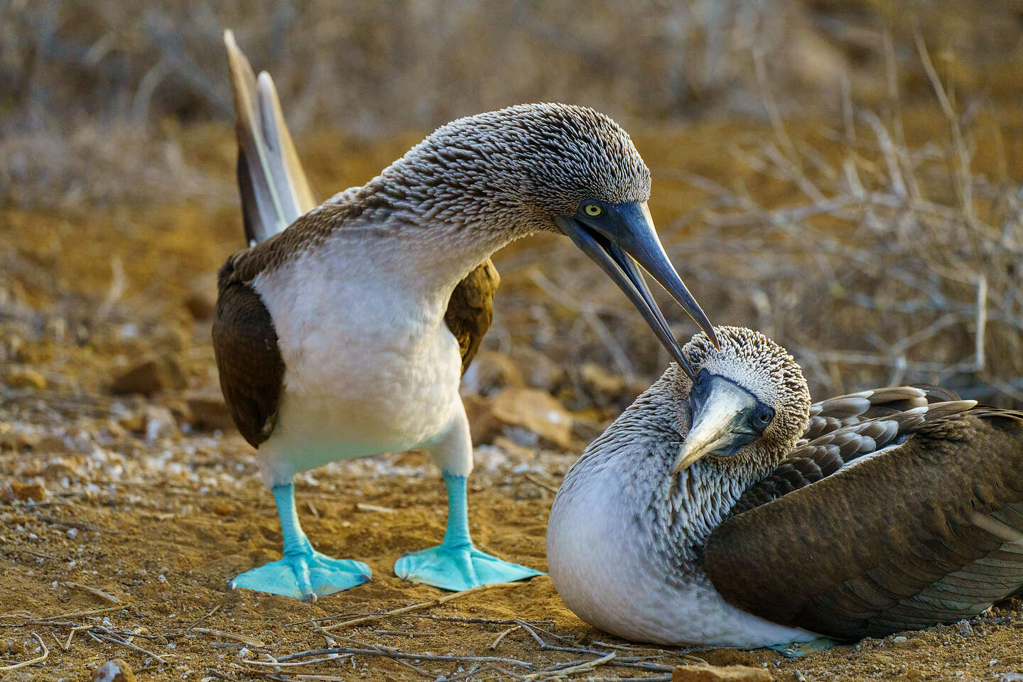 Blue-footed boobies