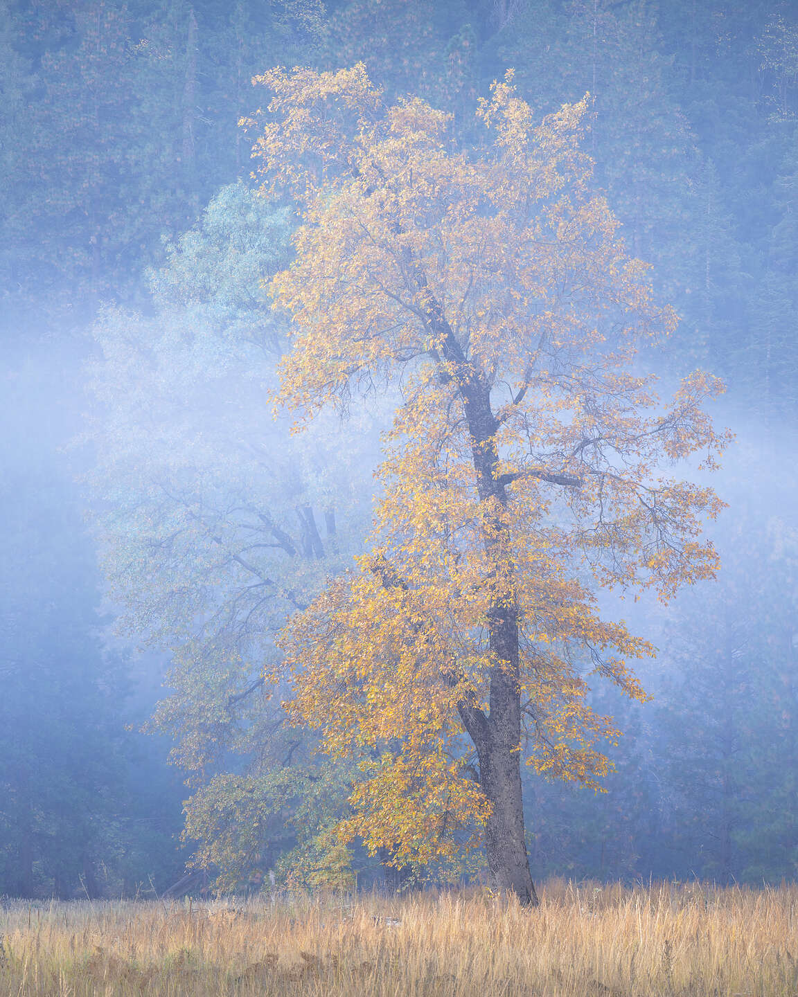 Lovely trees of El Cap Meadow