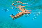 Sea Turtle