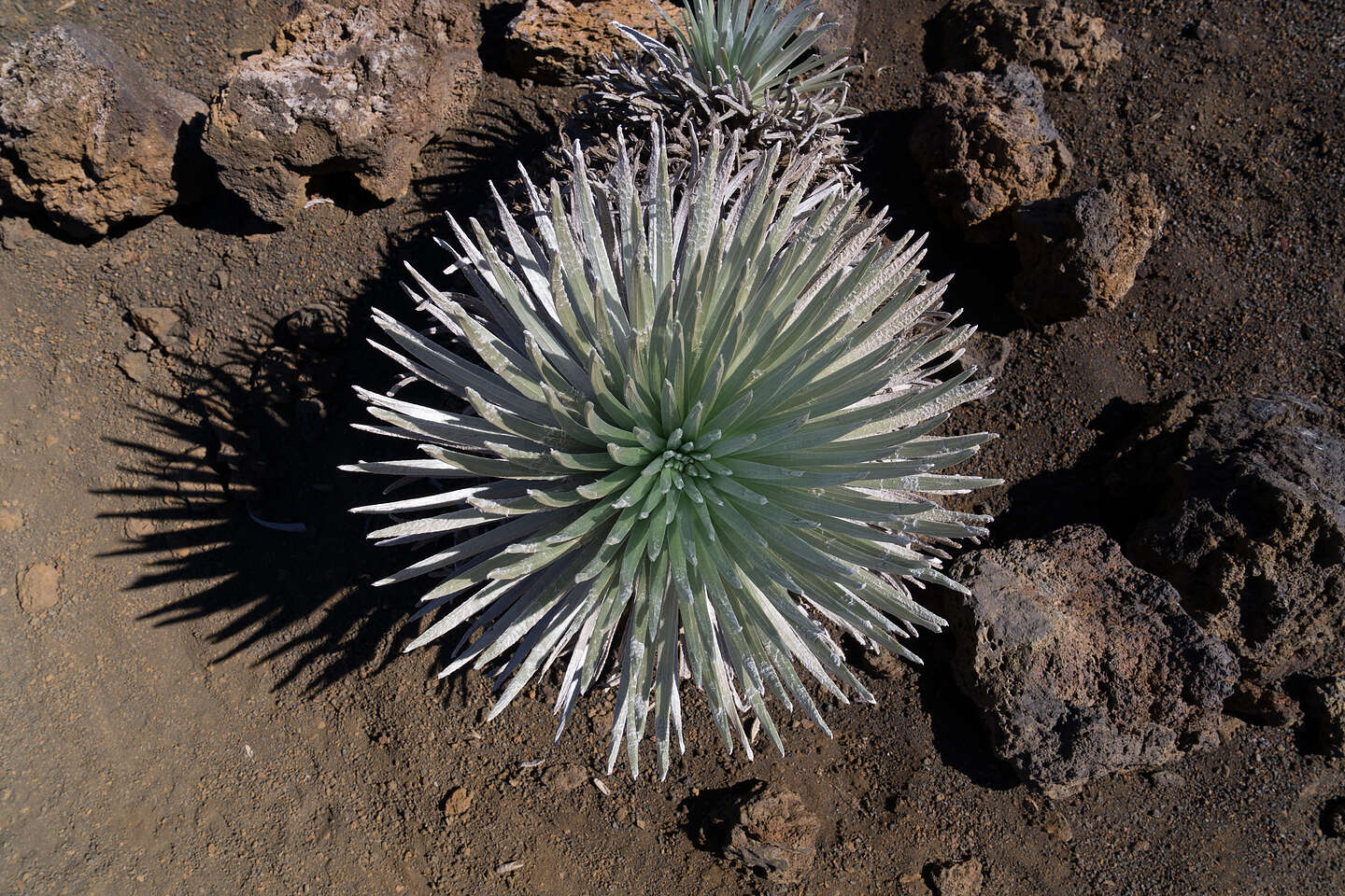 Haleakala Silversword