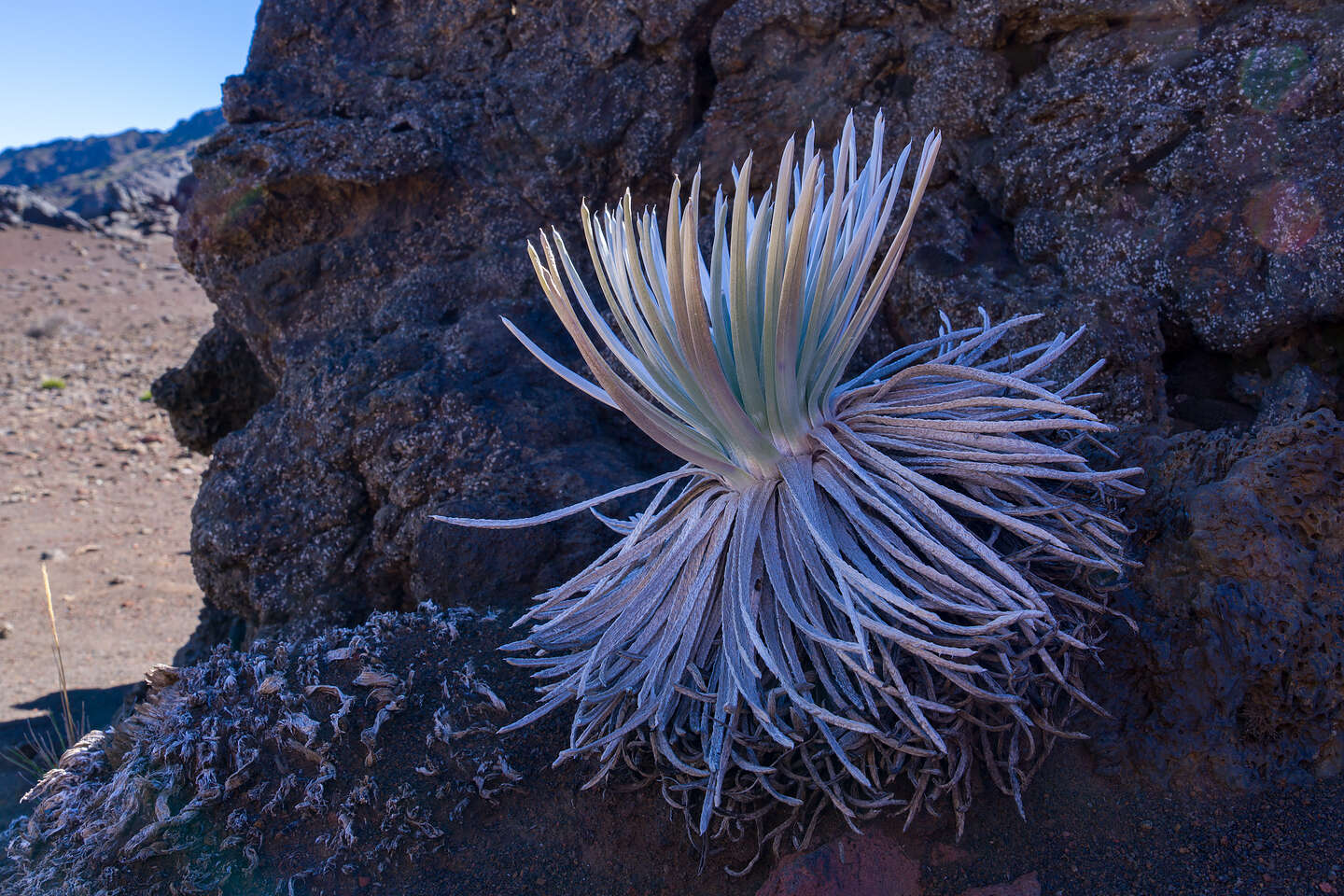 Young Silversword