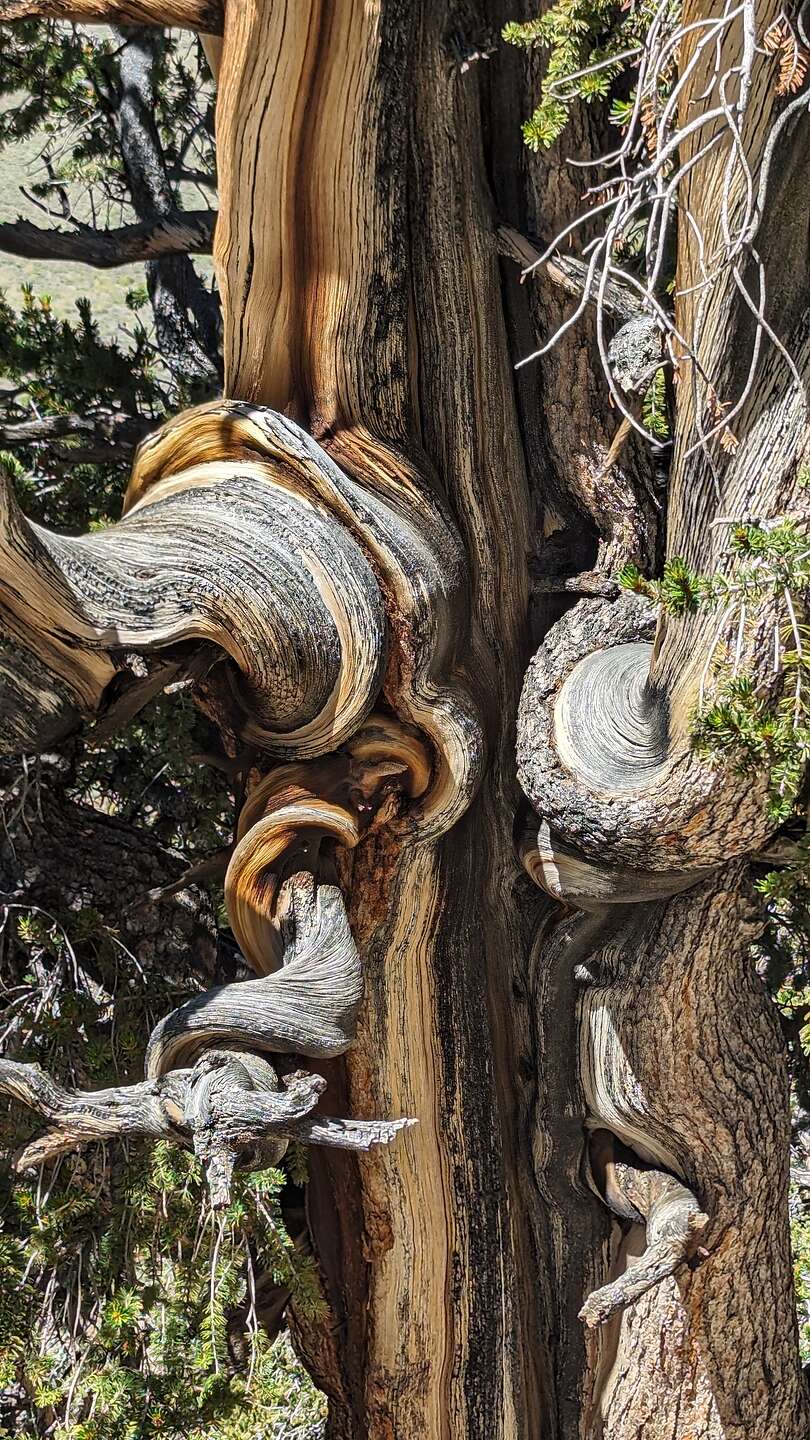 Twisted Bristlecone