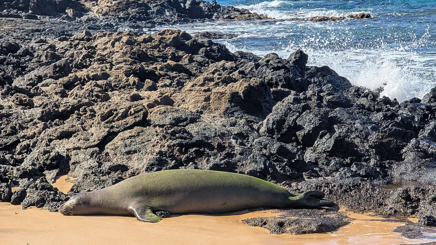 Our Monk Seal friend