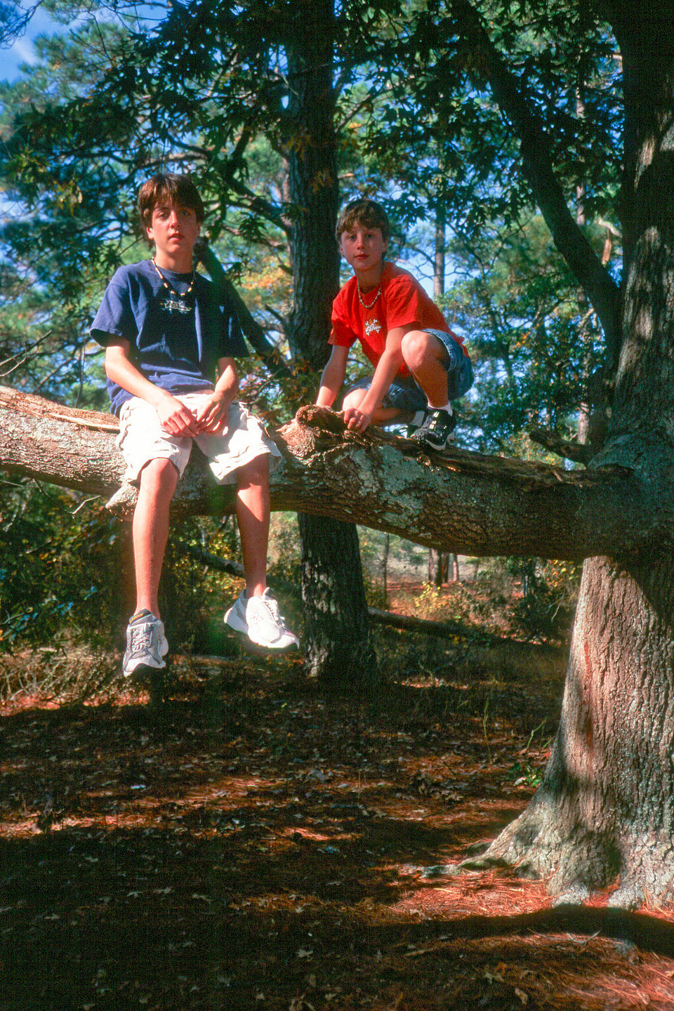 Boys in trees